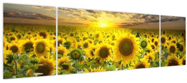 Obraz - Slunečnice při západu slunce (170x50 cm)