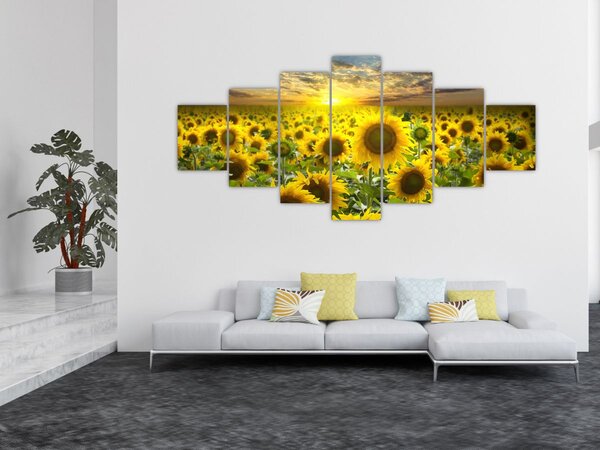 Obraz - Slunečnice při západu slunce (210x100 cm)