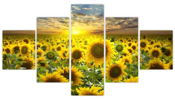 Obraz - Slunečnice při západu slunce (125x70 cm)