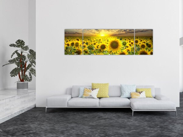 Obraz - Slunečnice při západu slunce (170x50 cm)