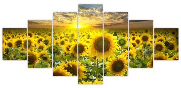 Obraz - Slunečnice při západu slunce (210x100 cm)