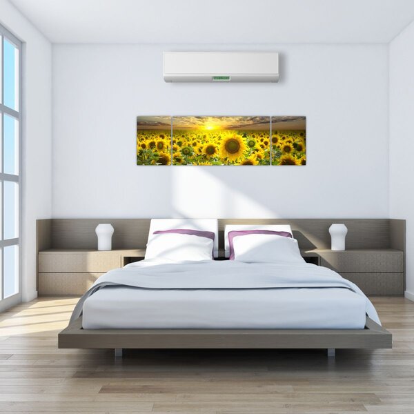 Obraz - Slunečnice při západu slunce (170x50 cm)