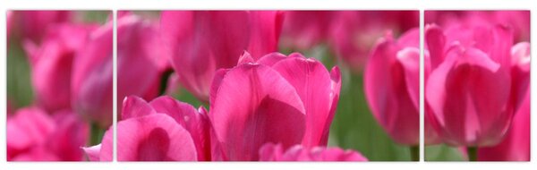 Obraz - Růžové tulipány (170x50 cm)