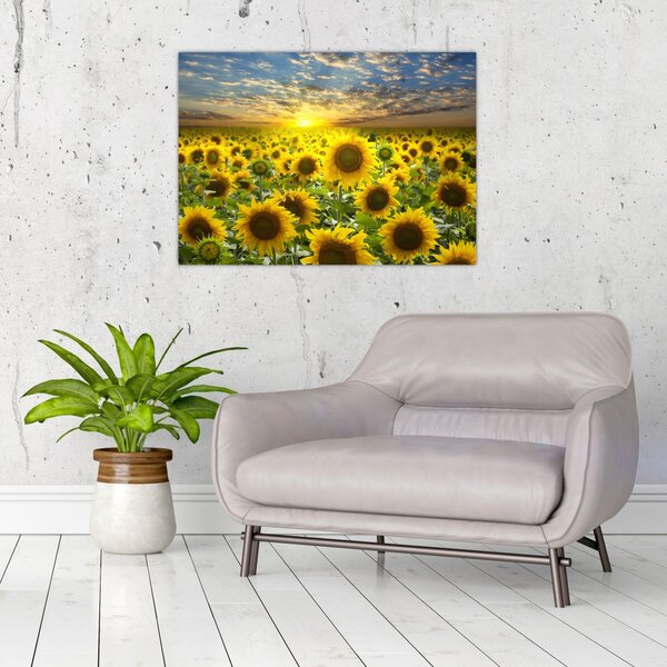 Obraz - Slunečnice při západu slunce (70x50 cm)