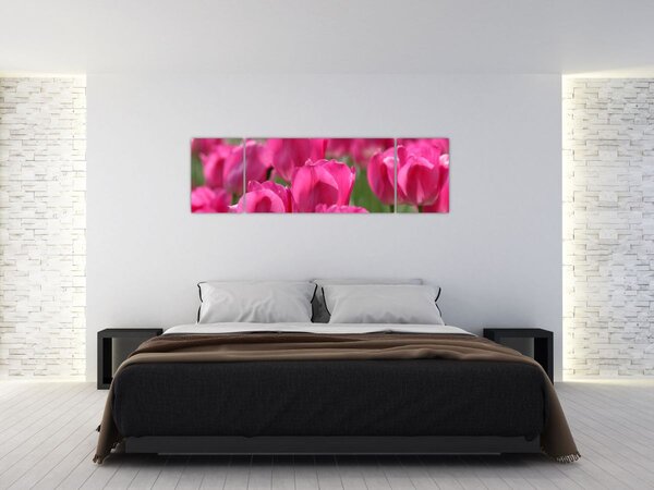Obraz - Růžové tulipány (170x50 cm)