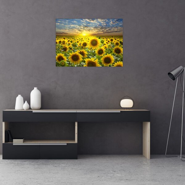 Obraz - Slunečnice při západu slunce (70x50 cm)