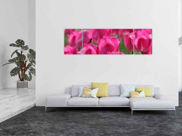Obraz - Růžové tulipány (170x50 cm)