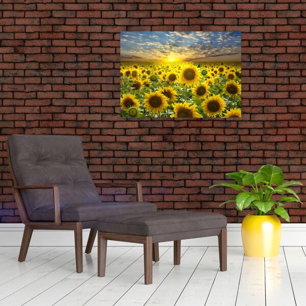 Obraz - Slunečnice při západu slunce (70x50 cm)
