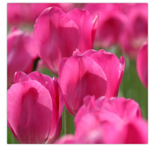 Obraz - Růžové tulipány (30x30 cm)