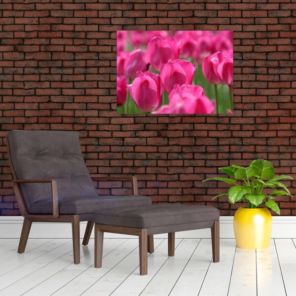 Obraz - Růžové tulipány (70x50 cm)