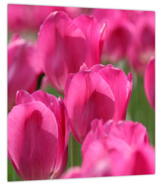 Obraz - Růžové tulipány (30x30 cm)