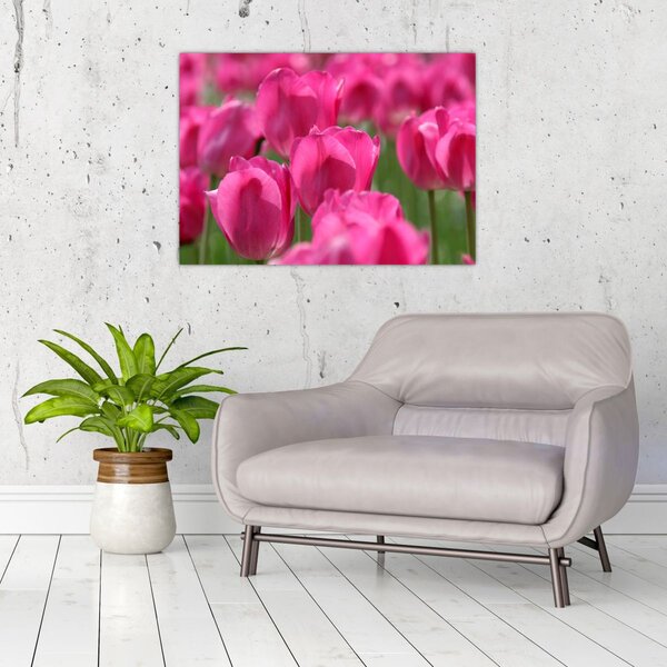 Obraz - Růžové tulipány (70x50 cm)