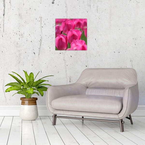 Obraz - Růžové tulipány (30x30 cm)