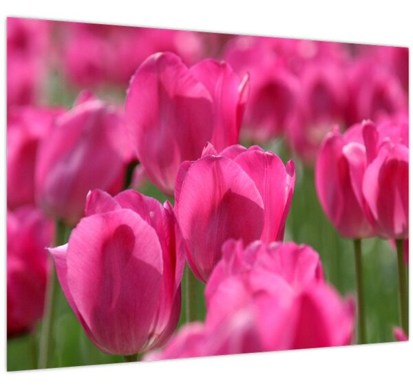 Obraz - Růžové tulipány (70x50 cm)