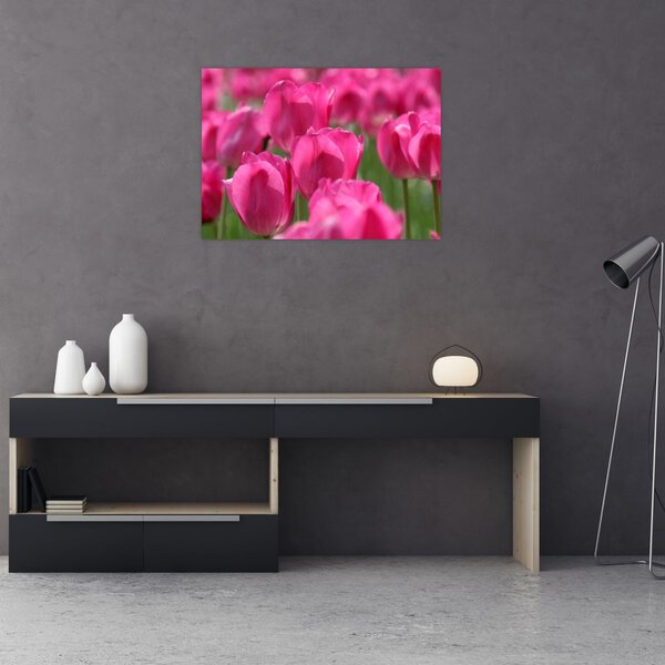Obraz - Růžové tulipány (70x50 cm)