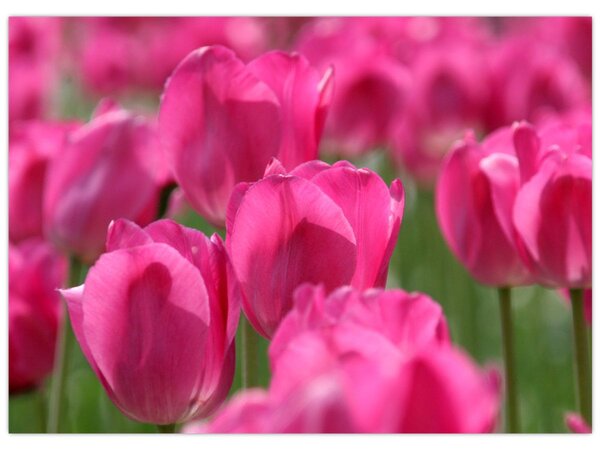 Obraz - Růžové tulipány (70x50 cm)