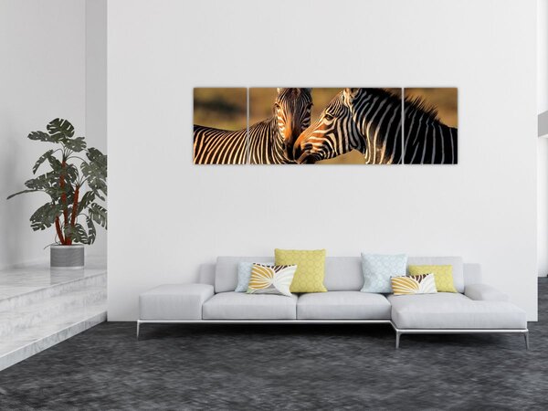 Obraz - Dvě zebry (170x50 cm)