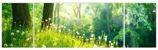 Obraz - Magická louka plná pampelišek (170x50 cm)