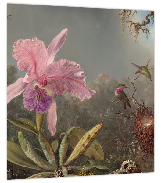 Obraz - Martin Johnson Heade, Cattleya Orchid and Three Hummingbirds, reprodukce (30x30 cm)