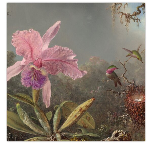 Obraz - Martin Johnson Heade, Cattleya Orchid and Three Hummingbirds, reprodukce (30x30 cm)