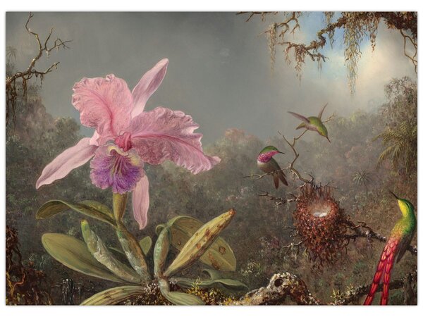 Obraz - Martin Johnson Heade, Cattleya Orchid and Three Hummingbirds, reprodukce (70x50 cm)