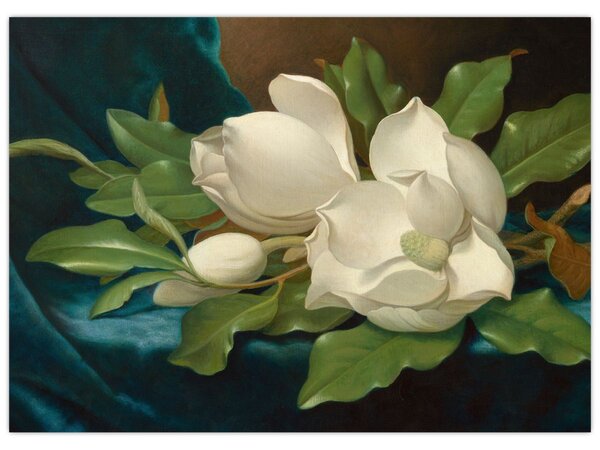 Obraz - Martin Johnson Heade, Giant Magnolias on a Blue Velvet Cloth, reprodukce (70x50 cm)