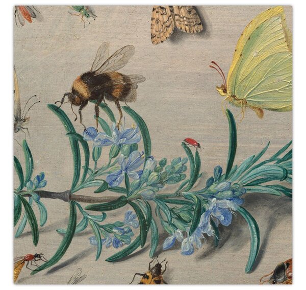 Obraz - Jan van Kessel the Elder, Insects and a Sprig of Rosemary, reprodukce (30x30 cm)