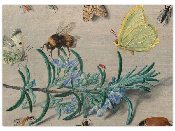 Obraz - Jan van Kessel the Elder, Insects and a Sprig of Rosemary, reprodukce (70x50 cm)