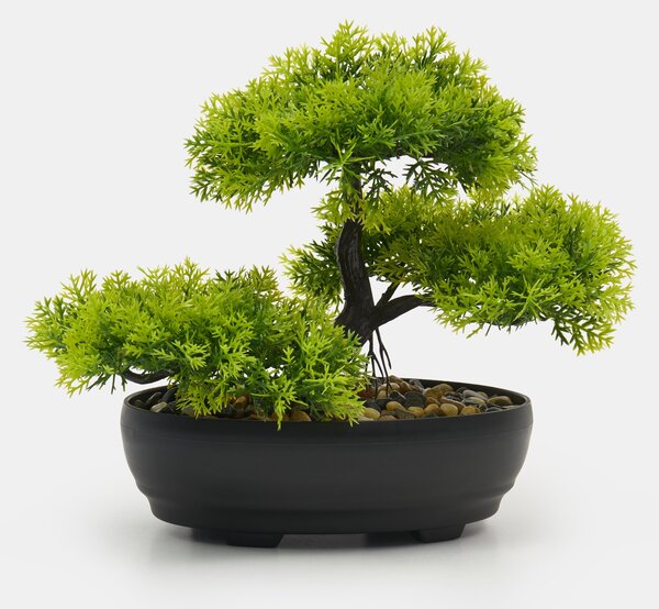 Sinsay - Dekorační rostlina bonsai v květináči - zelená