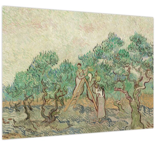 Obraz - Vincent van Gogh, The Olive Orchard, reprodukce (70x50 cm)