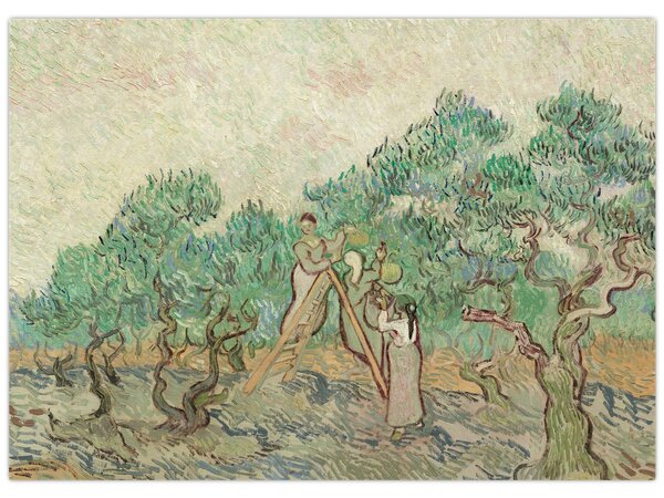Obraz - Vincent van Gogh, The Olive Orchard, reprodukce (70x50 cm)