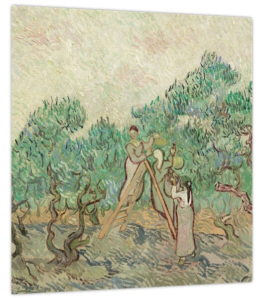 Obraz - Vincent van Gogh, The Olive Orchard, reprodukce (30x30 cm)