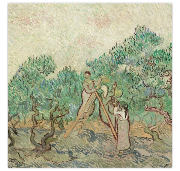 Obraz - Vincent van Gogh, The Olive Orchard, reprodukce (30x30 cm)