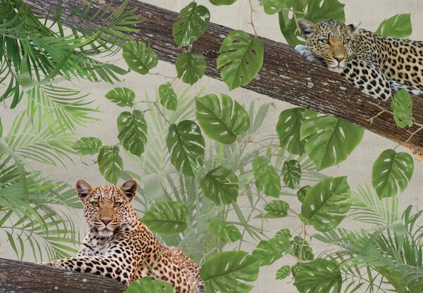 Fototapeta - Odpočívající leopardi (245x170 cm)