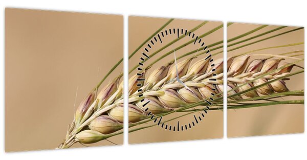 Obraz - Pšenice (s hodinami) (90x30 cm)