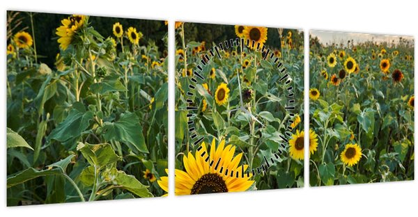 Obraz - Slunečnicové pole II. (s hodinami) (90x30 cm)