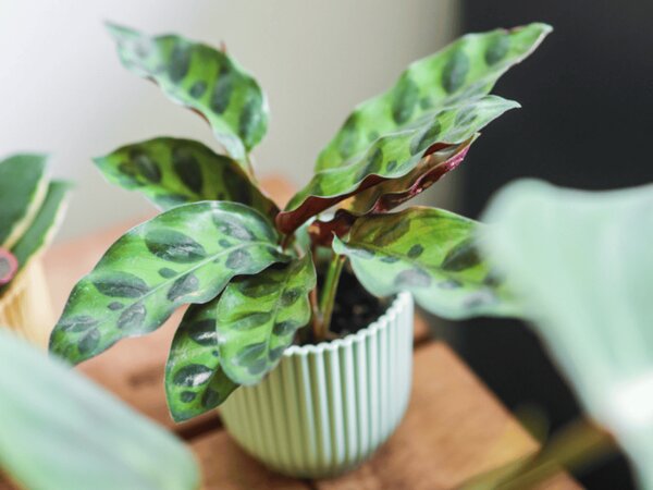 Calathea Lancifolia (Insignis), průměr 6-7 cm Kalatea