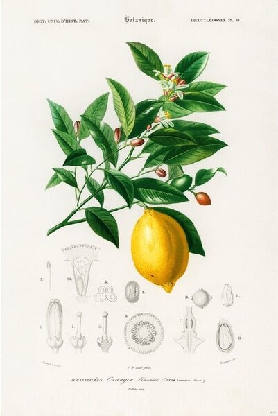 Plakát, Obraz - Charles Dessalines d’Orbigny - Citrus Limonium