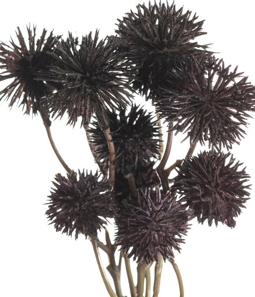 Kytice Kraspedia 30cm deep brown