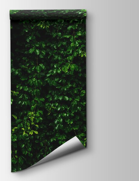 Fototapeta Stěna ze zelených listů, 3D fototapety, Populární fototapety, u94381 - Tapeko.co.cz