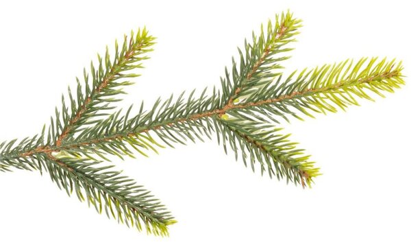 Vánoční stromek Smrk DeLuxe přírodní 220 cm