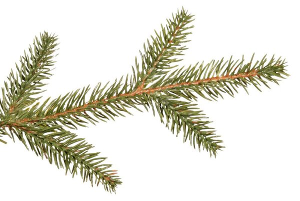Vánoční stromek Smrk DeLuxe přírodní 220 cm