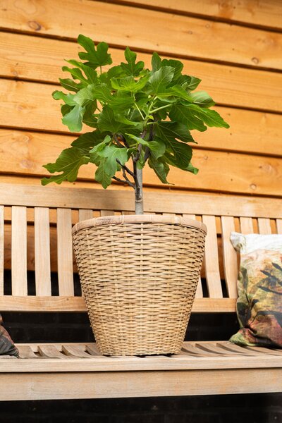 Ter Steege Květináč Daina bamboo D36 H33