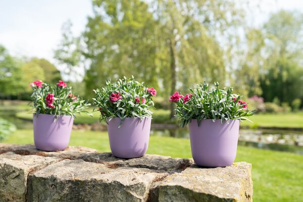 Ter Steege Květináč Palermo lavender D13 H12