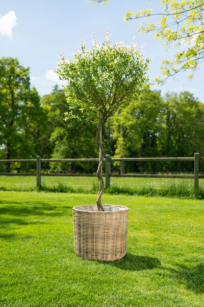 Ter Steege Sada 5 obalů Jet natural D50 H46