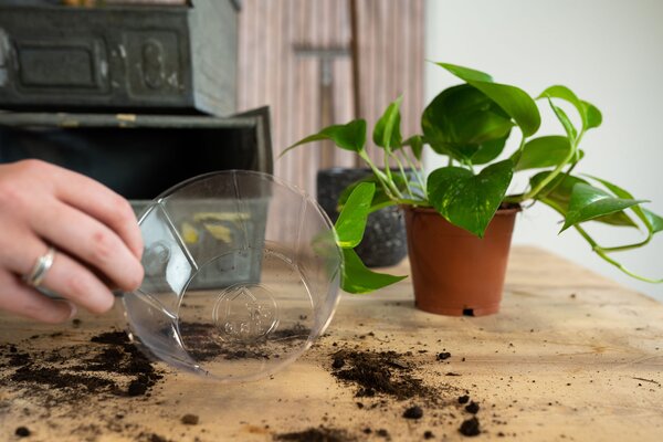 Ter Steege Vložka do květináče Lucas čirá D11 H8