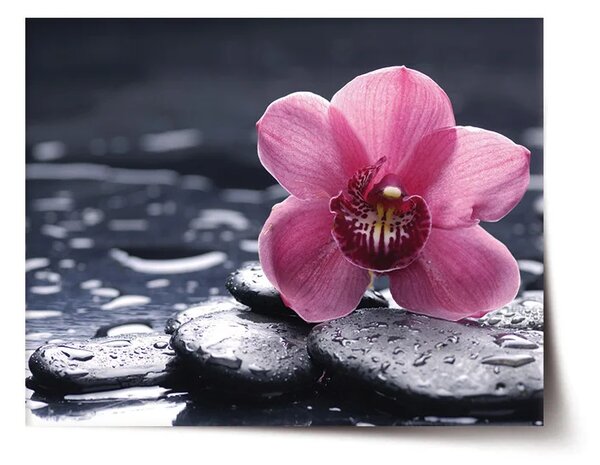 Sablio Plakát Orchidej - 60x40 cm