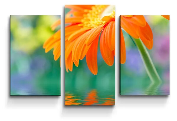 Sablio Obraz - 3-dílný Oranžová gerbera - 75x50 cm