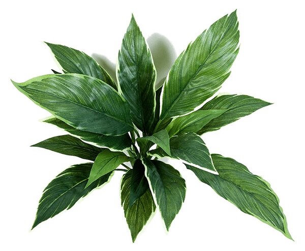 NK Umělá rostlina Cordyline vario (30cm) zeleno-bílá