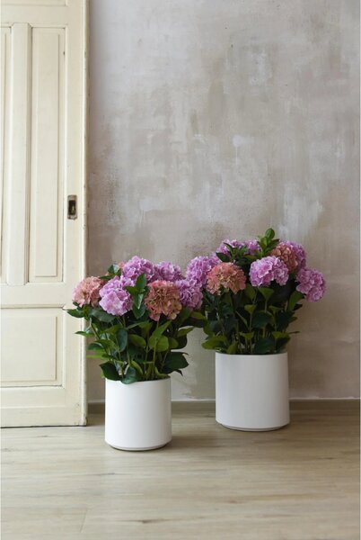 Umělá hortenzie HYDRANGEA v bílém květináči, výška 78 cm, růžová